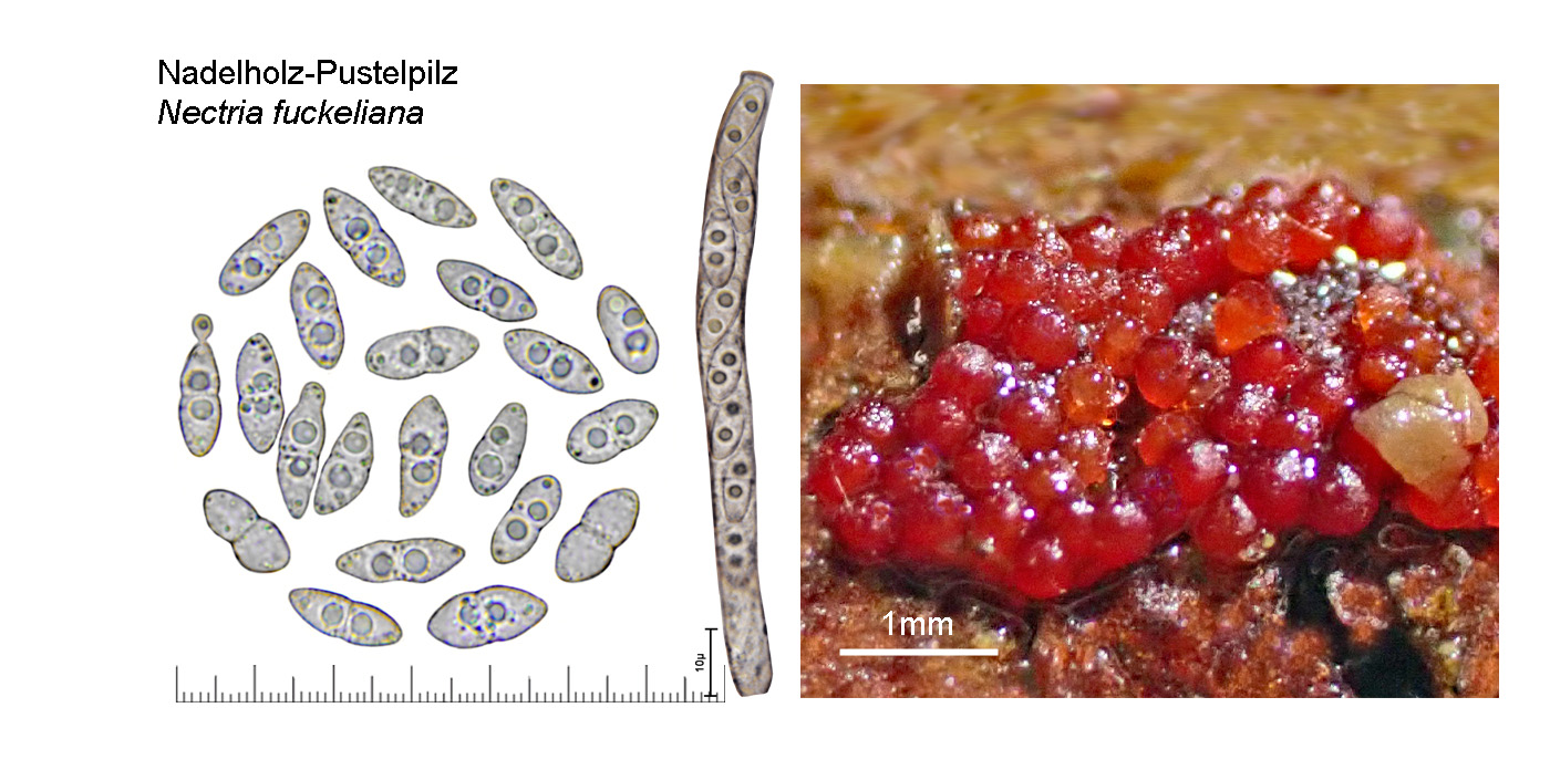 Nectria fuckeliana, Nadelholz-Pustelpilz