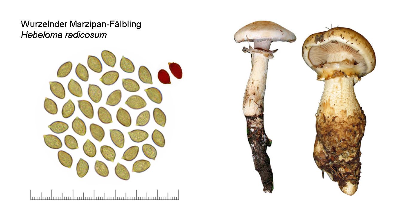 Hebeloma radicosum, Wurzelnder Marzipan-Flbling