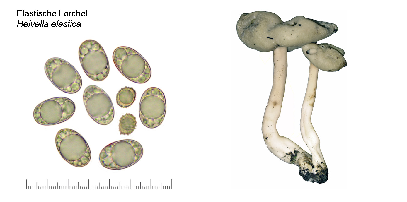 Helvella eslastica, Elastische Lorchel