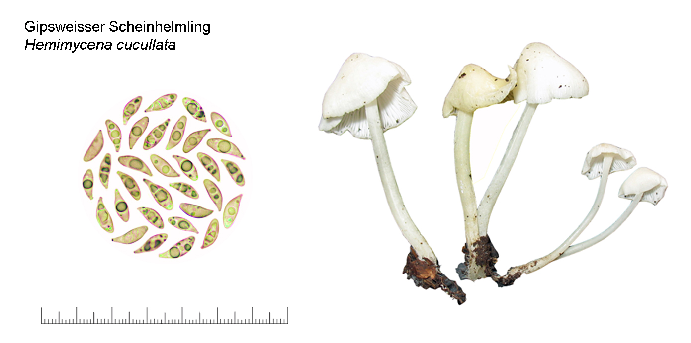 Hemimycena cucullata, Gipsweisser Scheinhelmling