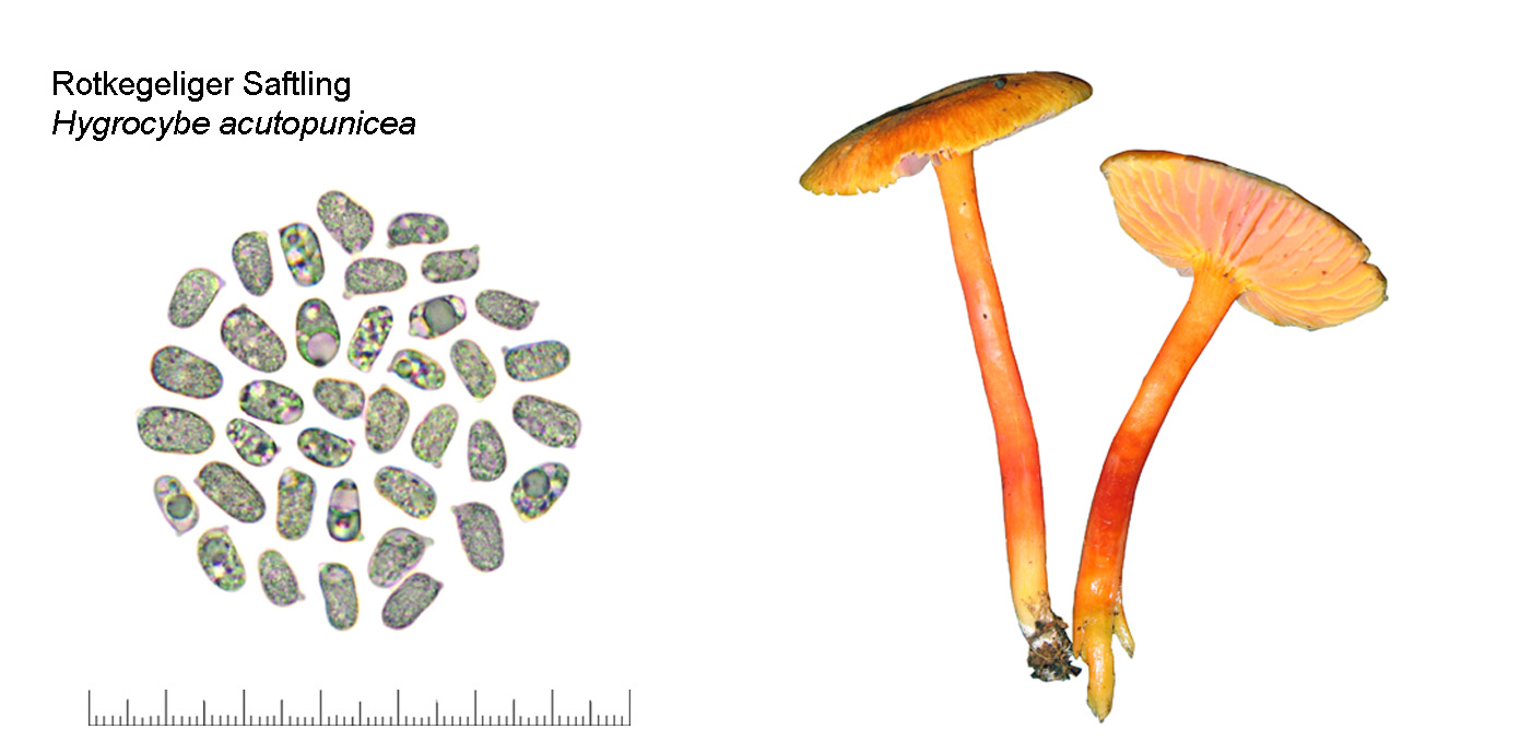 Hygrocybe punicea, Rotkegeliger Saftling