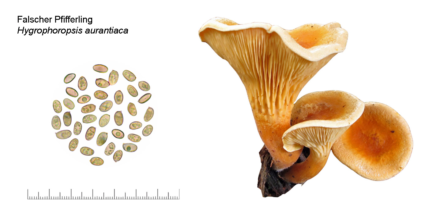 Hygrophoropsis aurantiaca, Falscher Pfifferling