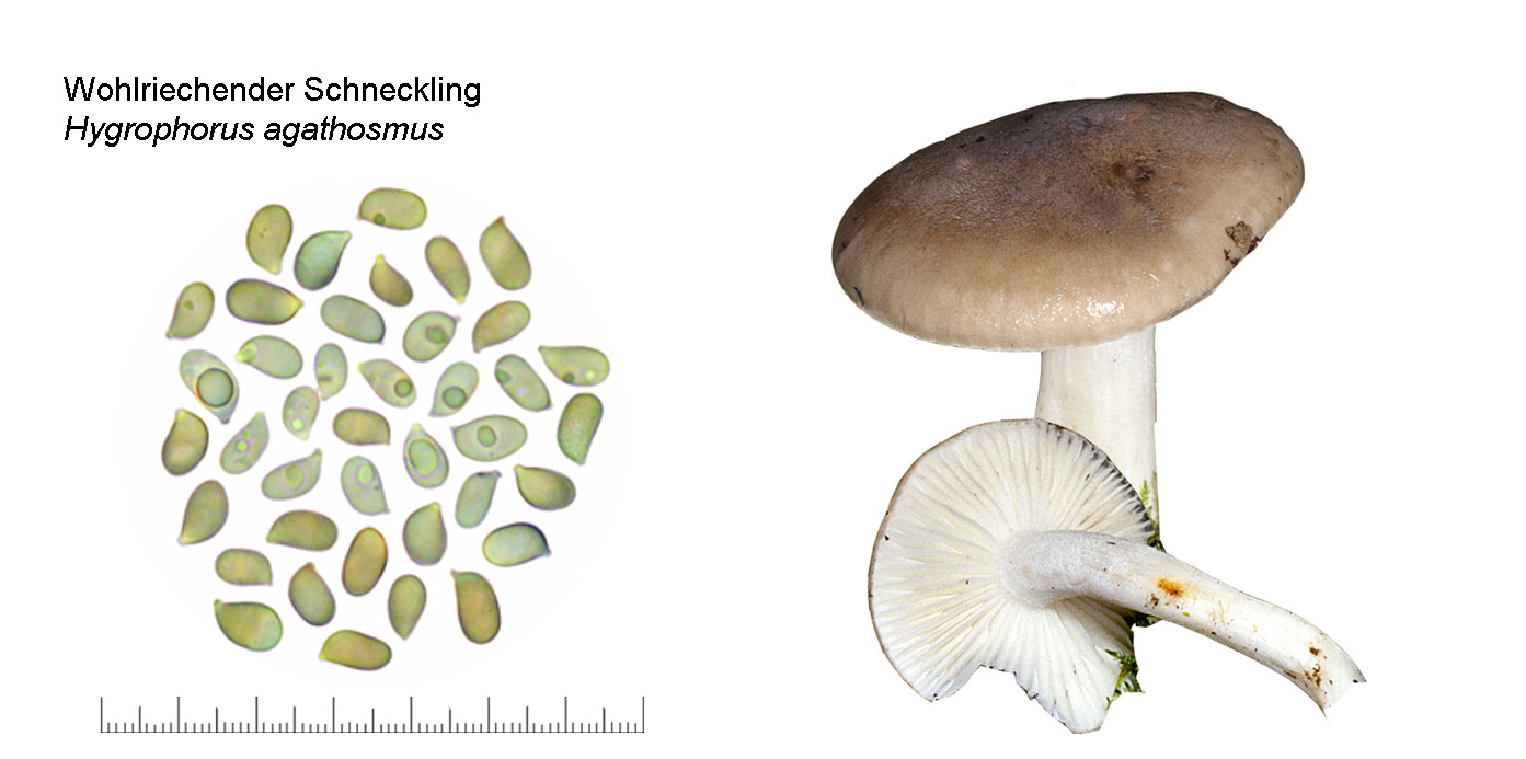 Hygrophorus agathosmus, Wohlriechender Schneckling