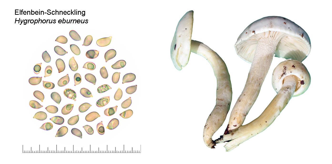 Hygrophorus eburneus, Elfenbein-Schneckling