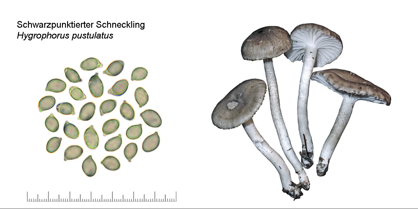 Hygrophorus pustulatus, Schwarzpunktierter Schneckling