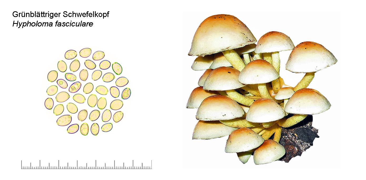 Hypholoma fasciculare, Grnblttriger Schwefelkopf