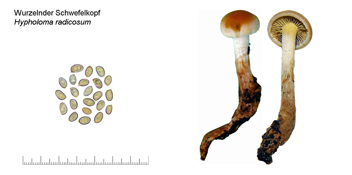 Hypholoma radicosum, Wurzelnder Schwefelkopf