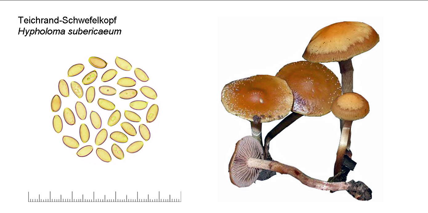 Hypholoma subericaeum, Teichrand-Schwefelkopf