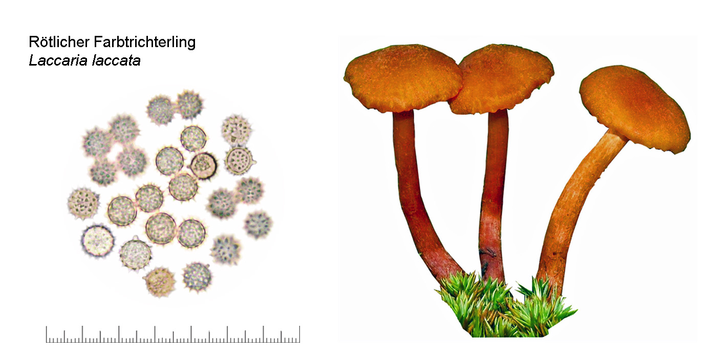 Laccaria laccata, Rtlicher Farbtrichterling