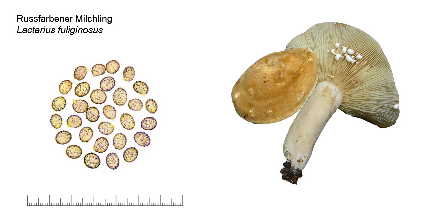 Lactarius fuliginosus, Russfarbener Milchling