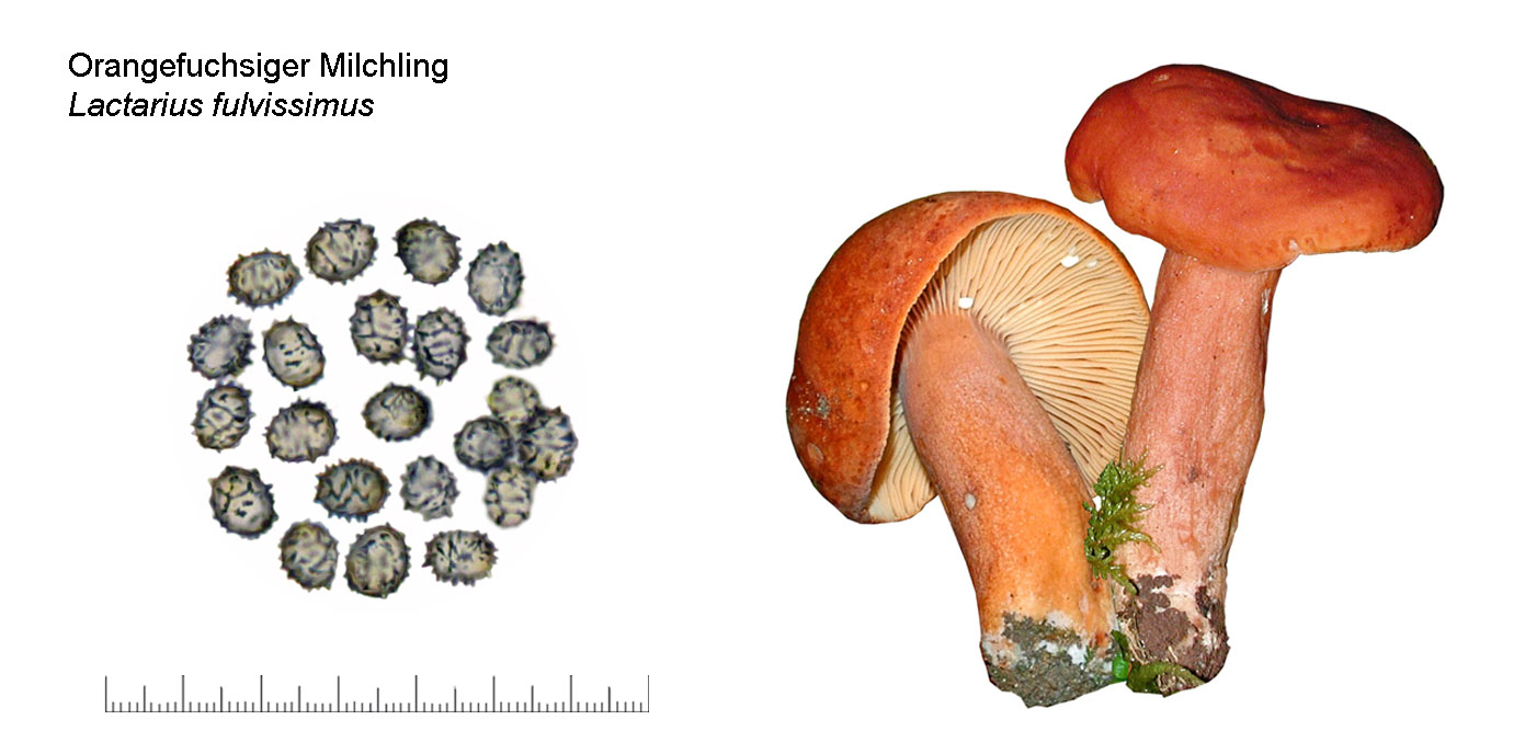 Lactarius fulvissimus, Orangefuchsiger Milchling