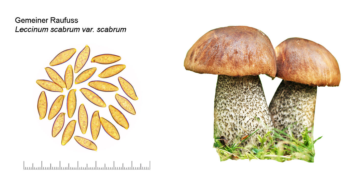 Leccinum scabrum, Gemeiner Raufuss