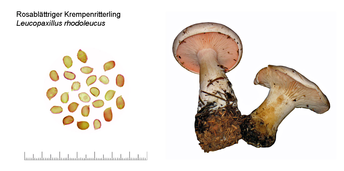 Pseudoclitopilus rhodoleucus, Rosablttriger Krempenritterling