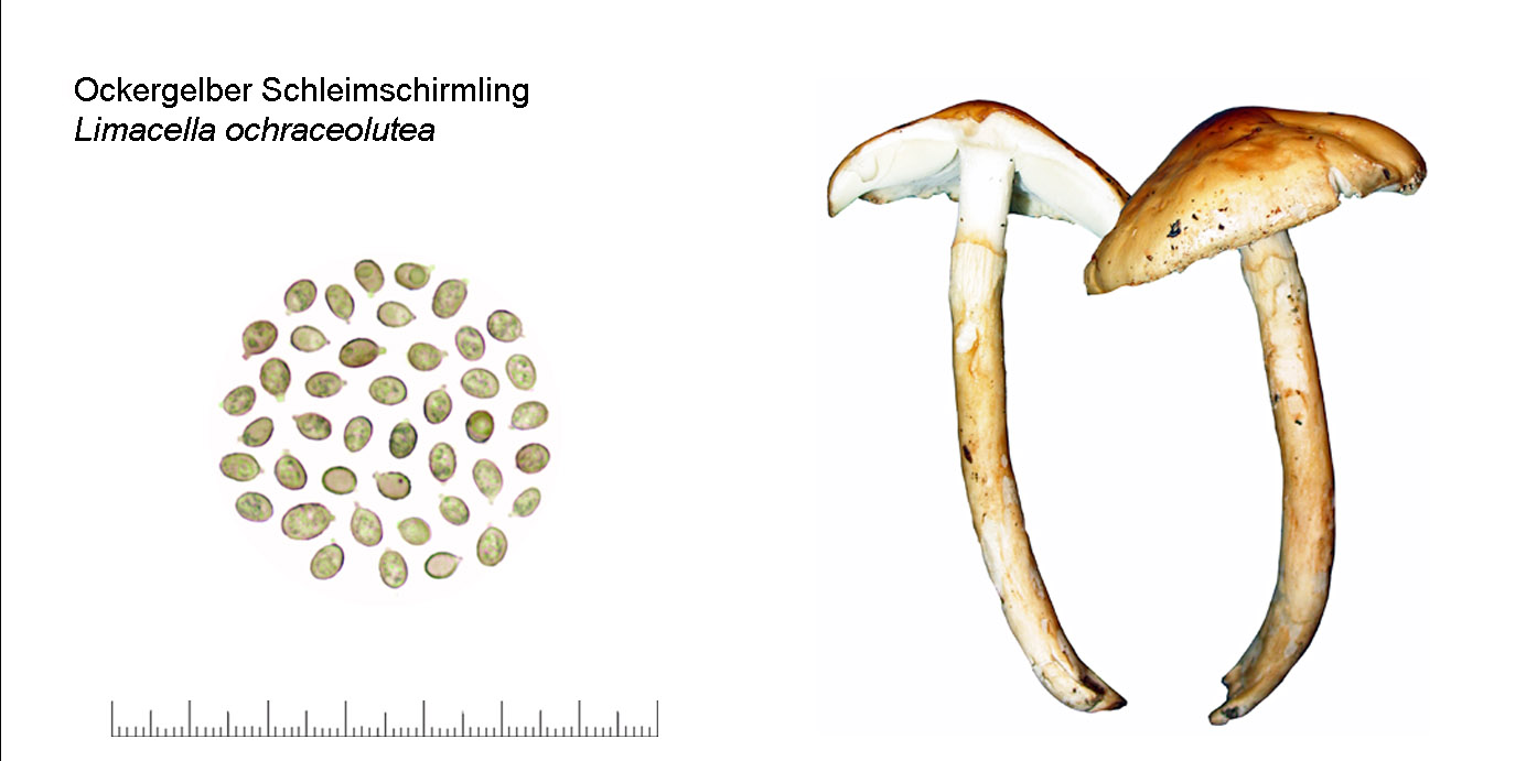 Zhuliangomyces ochraceoluteus, Ockergelber Schleimschirmling