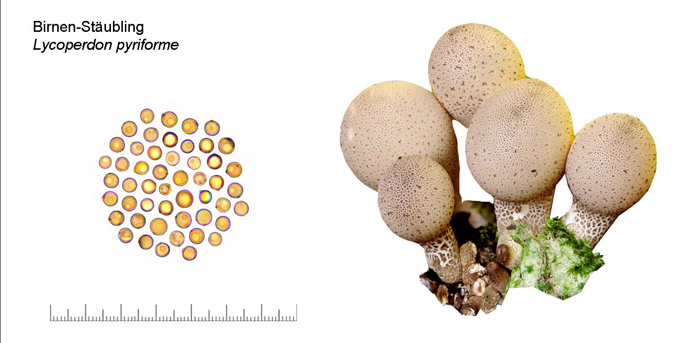 Apioperdon pyriforme, Birnen-Stubling