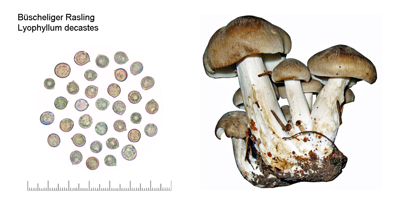 Lyophyllum decastes, Ockerbrauner Bschel-Rasling