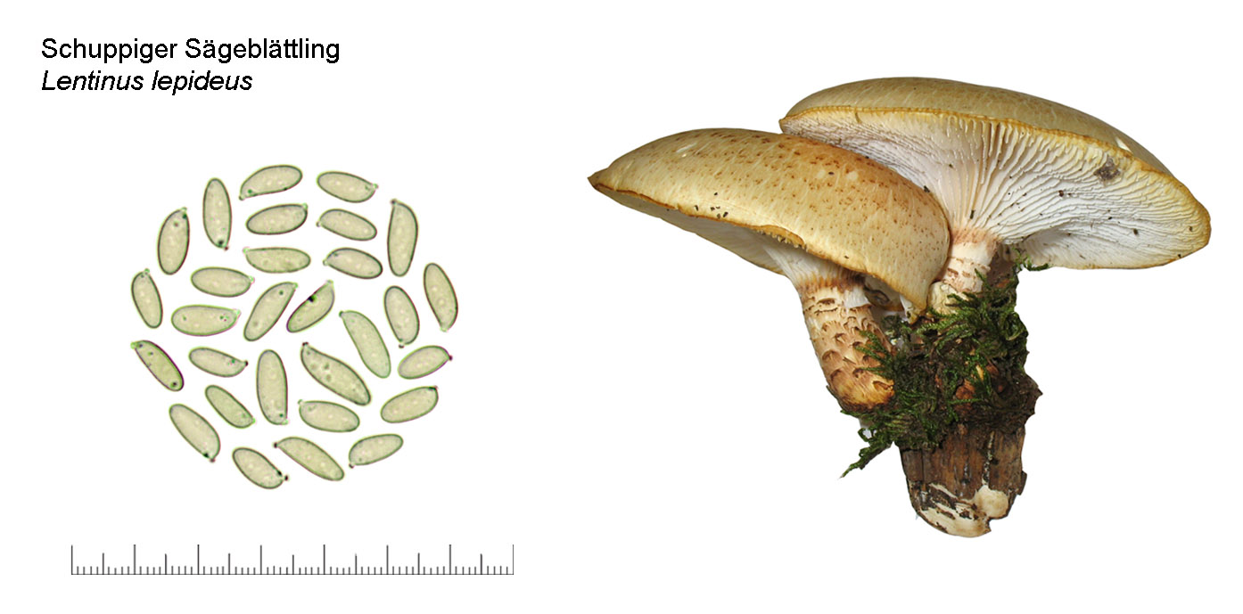 Neolentinus lepideus, Schuppiger Sgeblttling