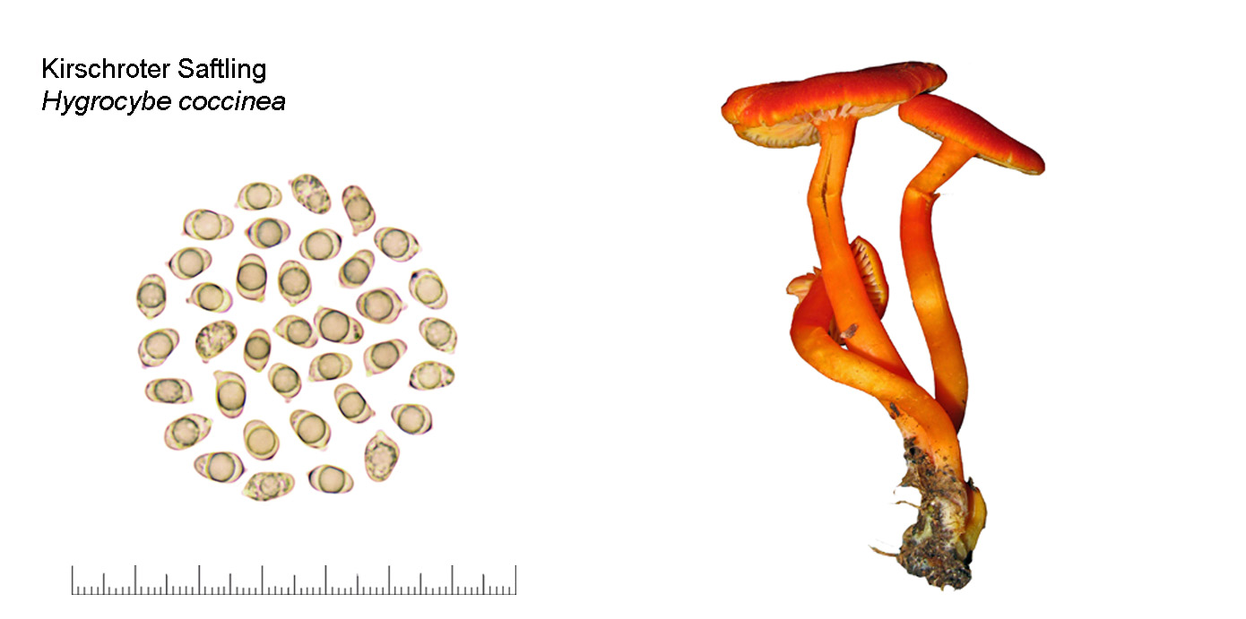 Hygrocybe coccinea, Kirschroter Saftling