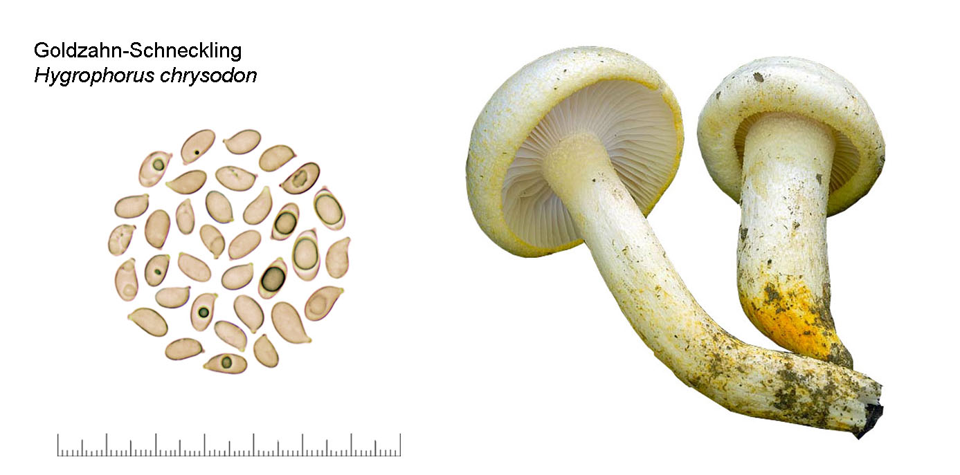 Hygrophorus chrysodon, Goldzahn-Schneckling