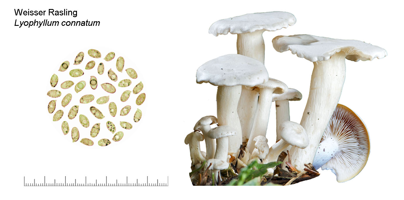 Leucocybe connata, Weisser Rasling