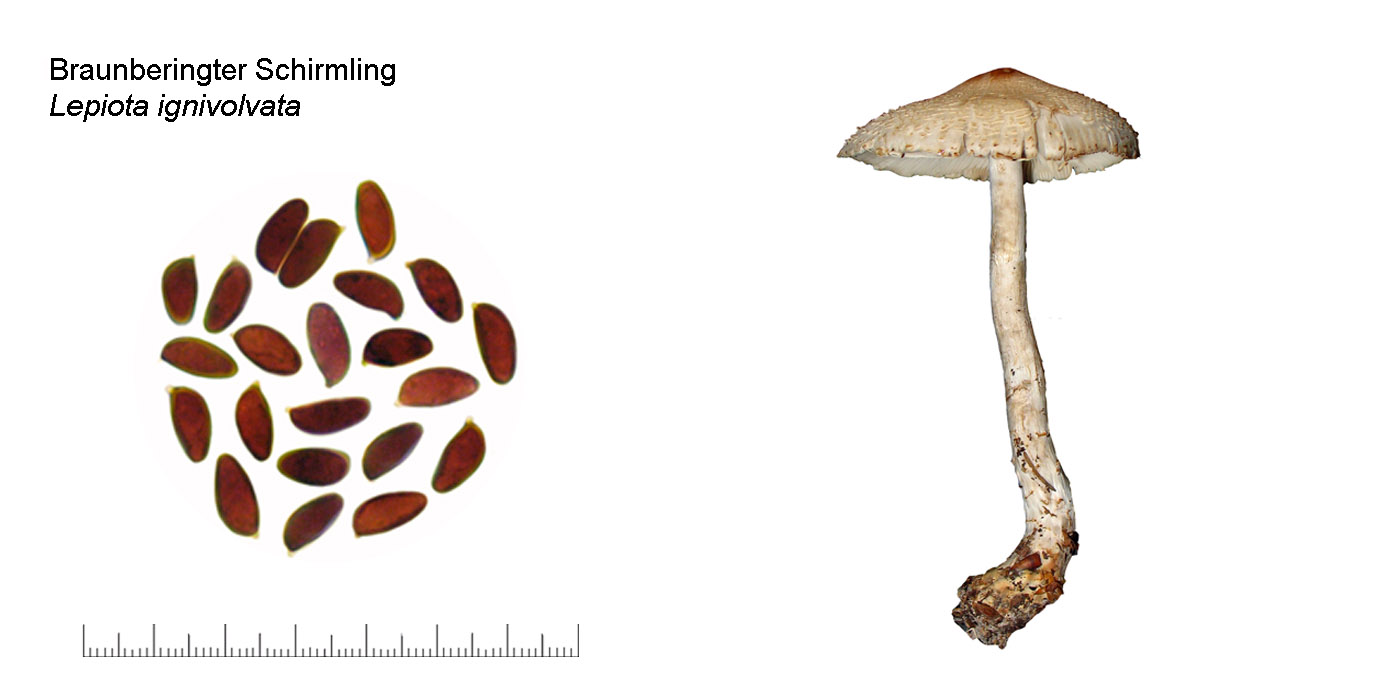 Lepiota ignivolvata, Braunberingter Schirmling