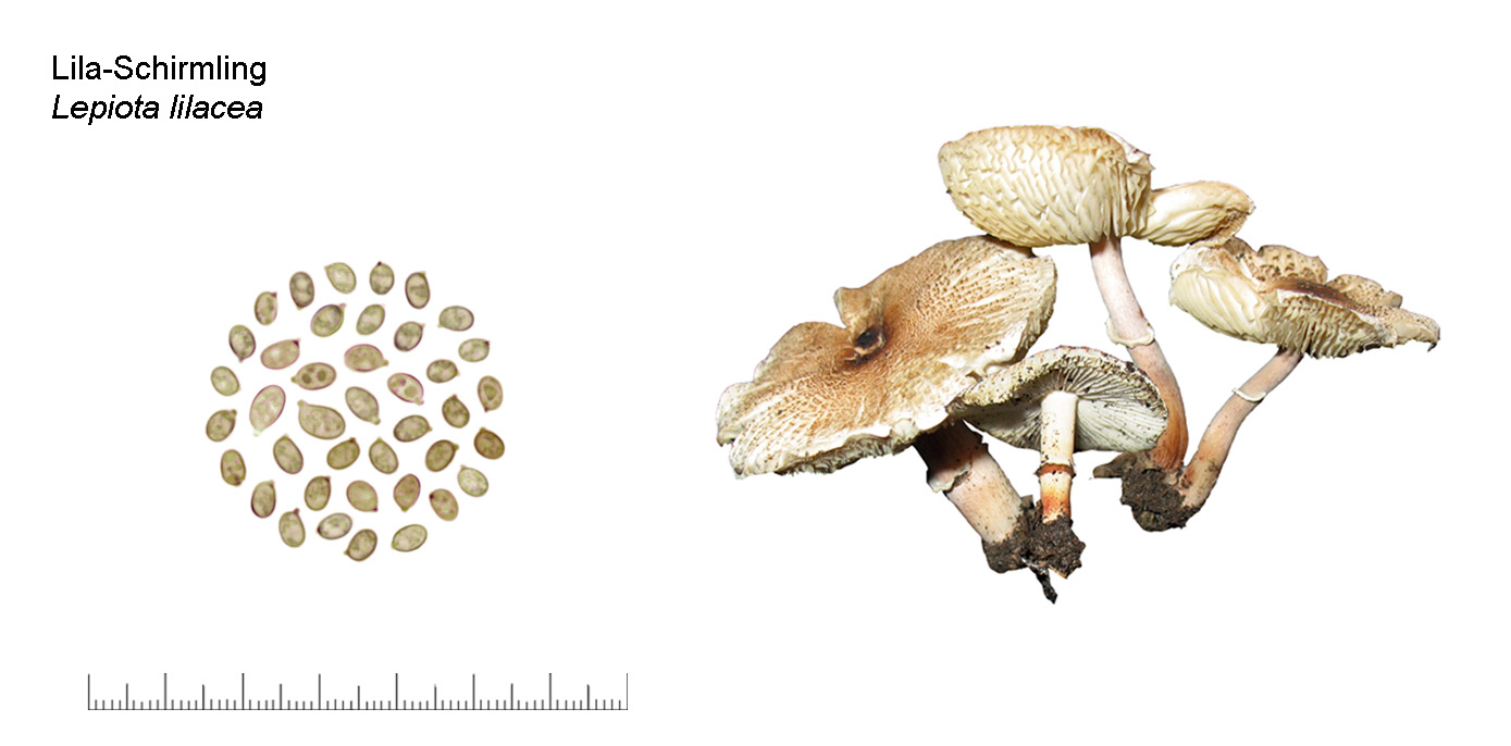 Lepiota lilacea, Lila-Schirmling