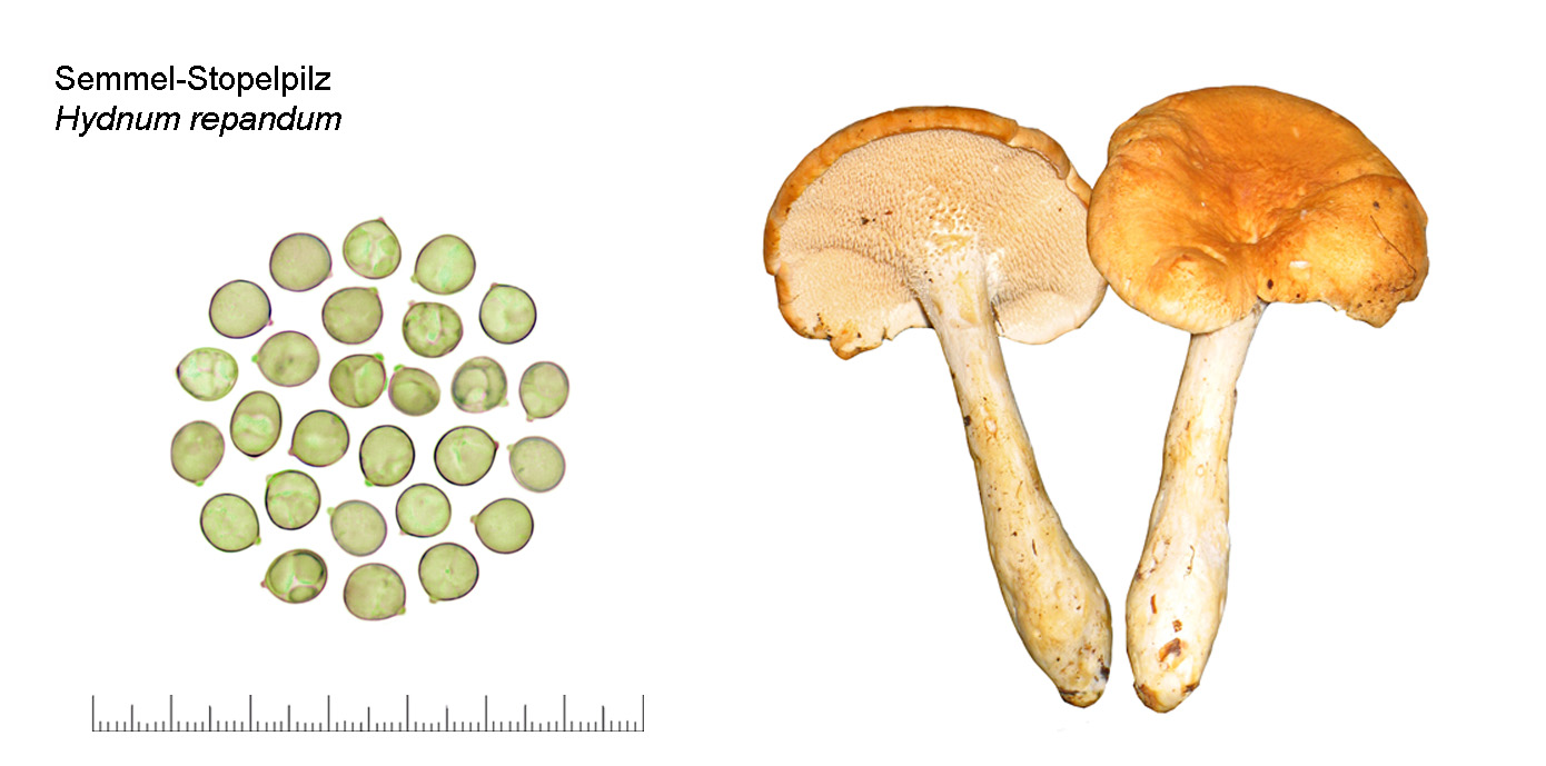 Hydnum repandum, Semmel-Stoppelpilz