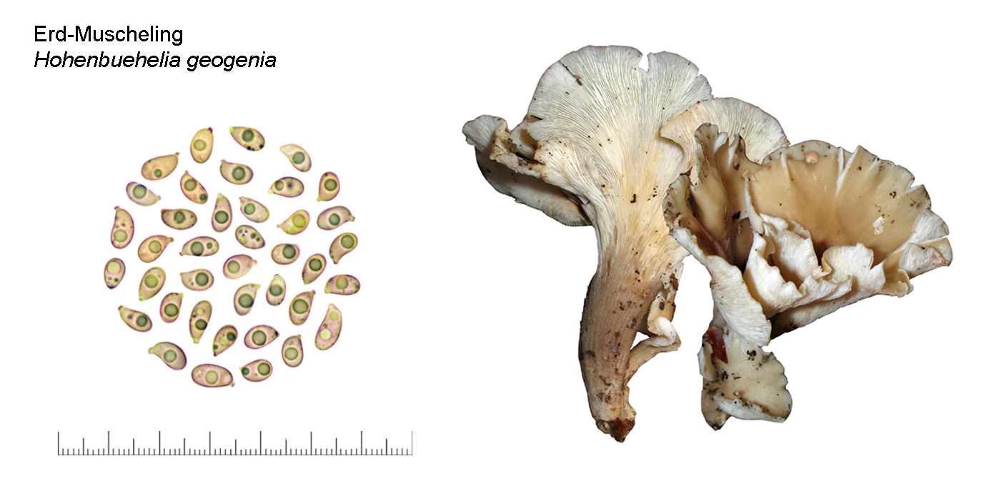 Hohenbuehelia petaloides, Erd-Muscheling