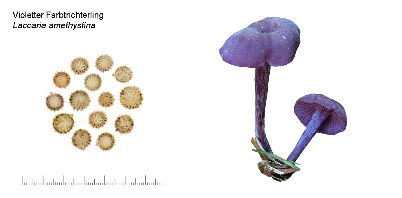 Laccaria amethystina, Violetter Farbtrichterling