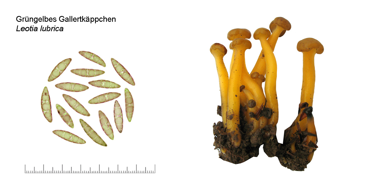 Leotia lubrica, Grngelbes Gallertkpchen