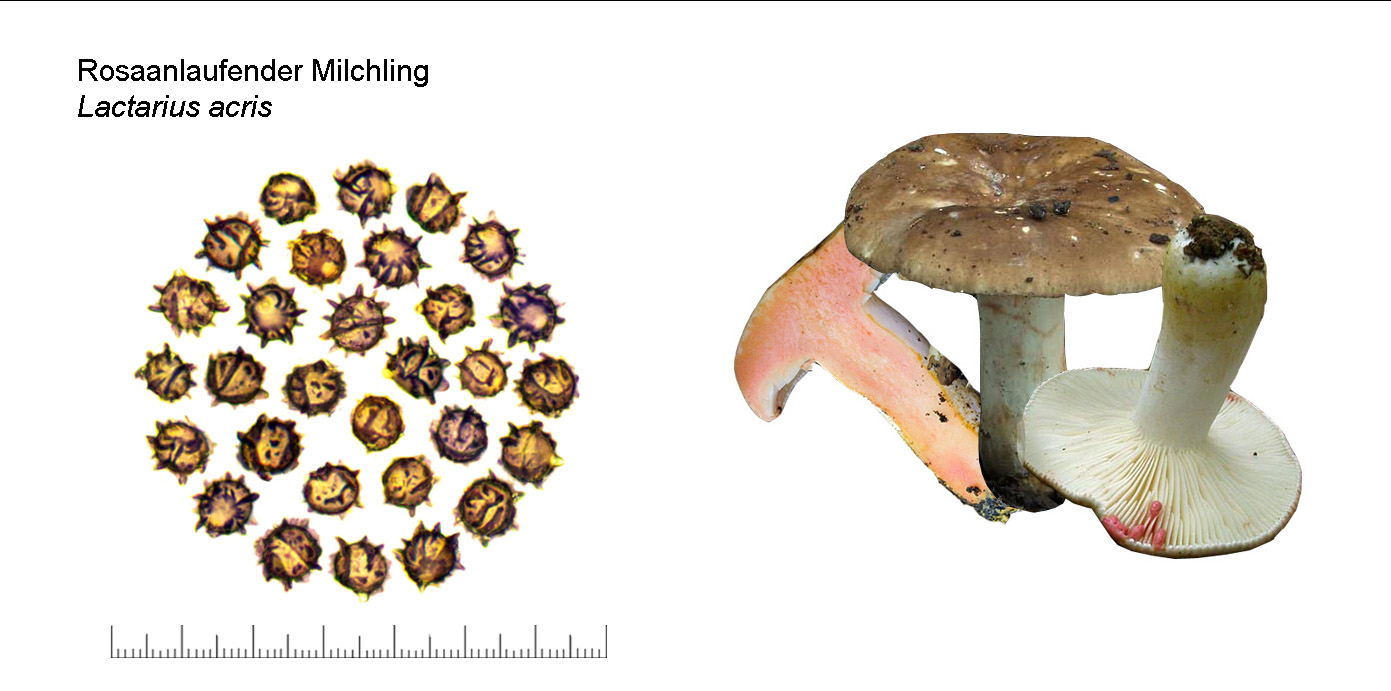 Lactarius acris, Rosaanlaufender Milchling