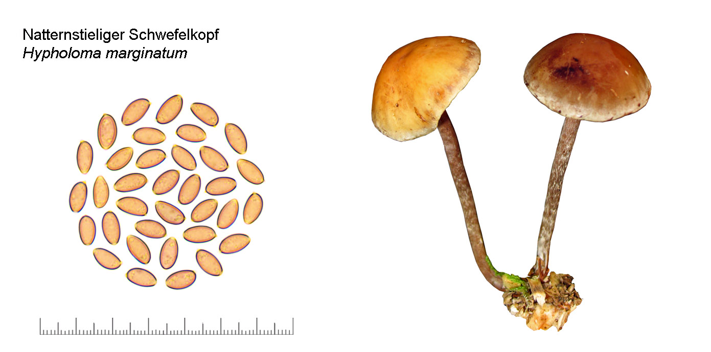 Hypholoma marginatum, Natternstieliger Schwefelkopf