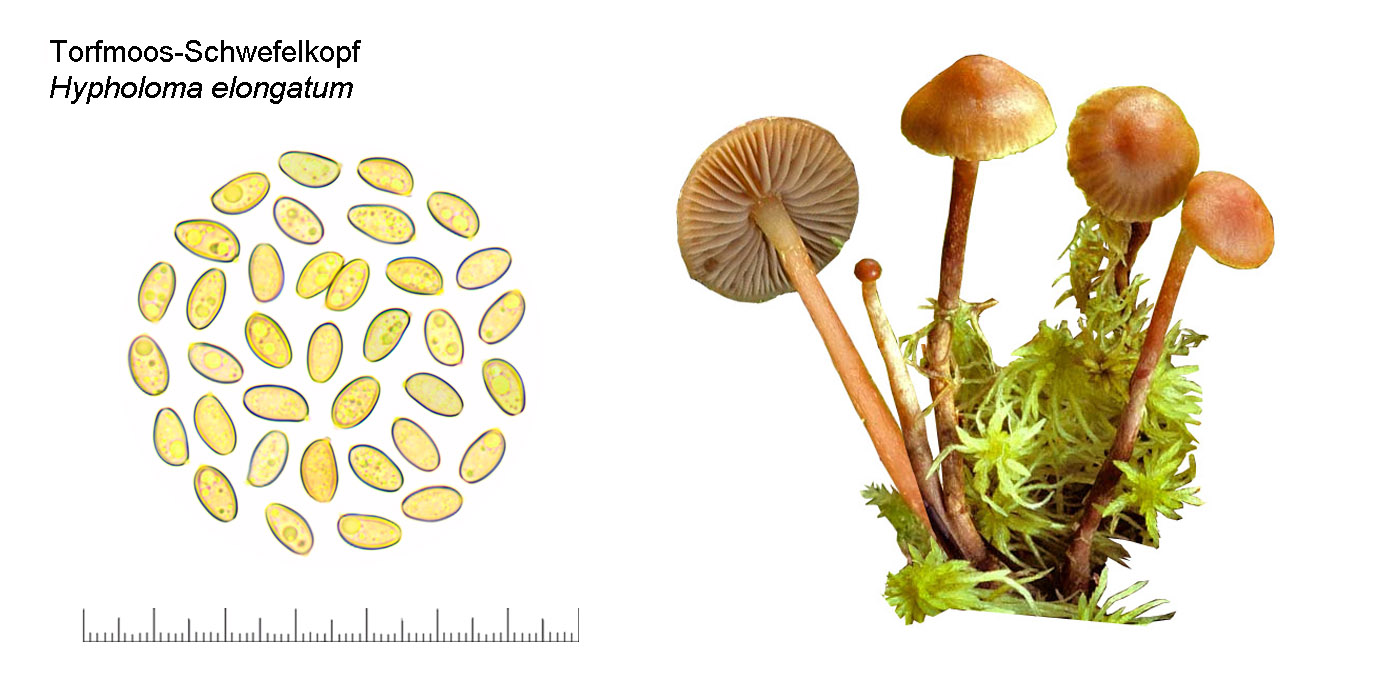 Hypholoma elongatum, Torfmoos-Schwefelkopf