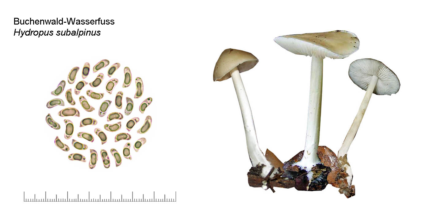 Hydropus subalpinus, Buchenwald-Wasserfuss