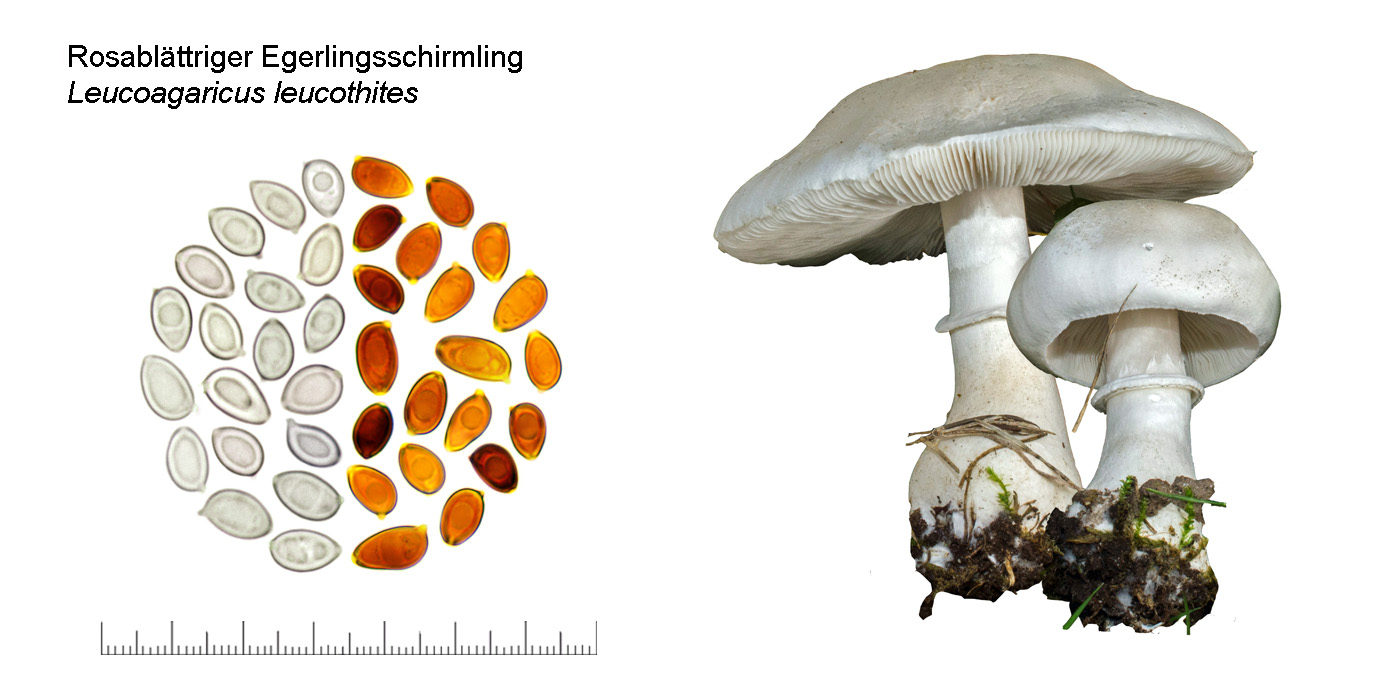 Leucoagaricus leucothites, Rosablttriger Egerlingsschirmpilz