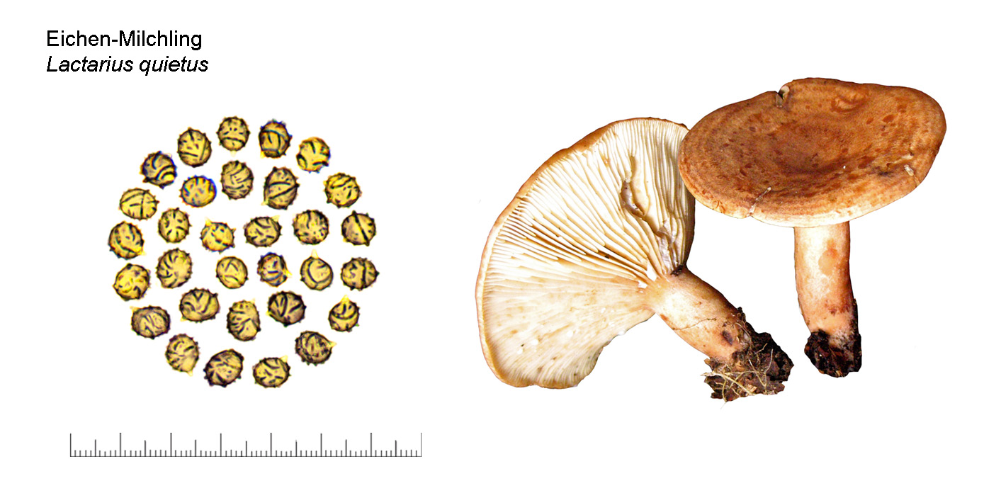 Lactarius quietus, Eichen-Milchling