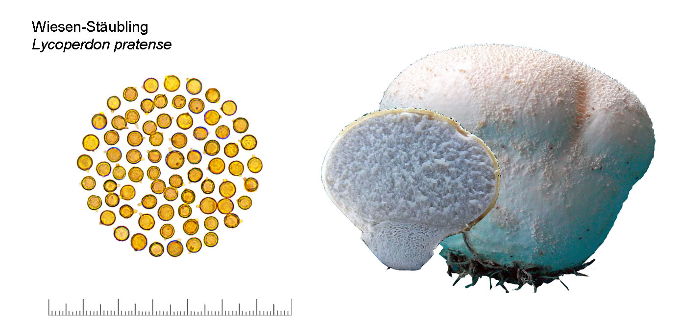 Lycoperdon pratense, Wiesen-Stubling