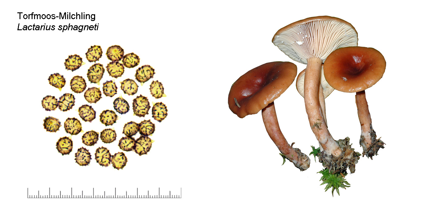 Lactarius sphagneti, Torfmoos-Milchling