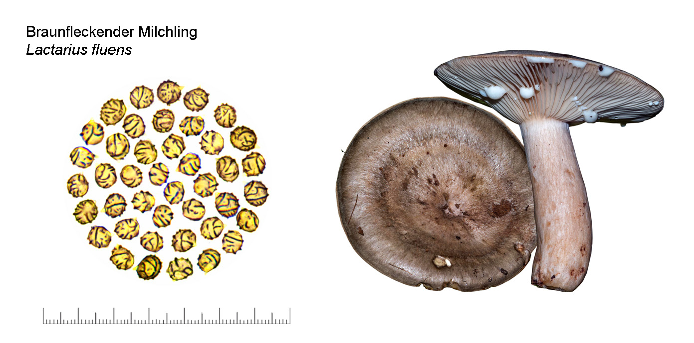 Lactarius fluens, Braunfleckender Milchling