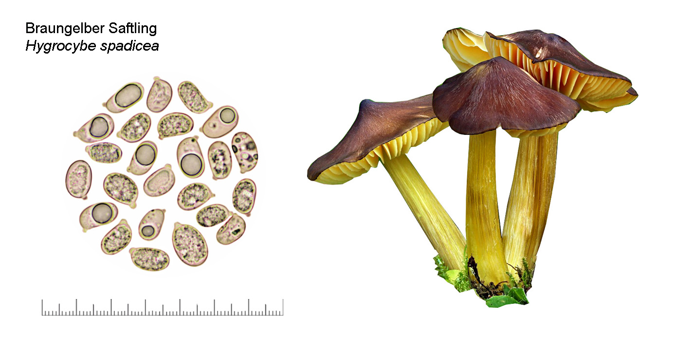 Hygrocybe spadicea, Braungelber Saftling