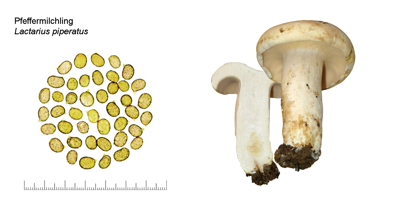 Lactarius piperatus, Pfeffer Milchling