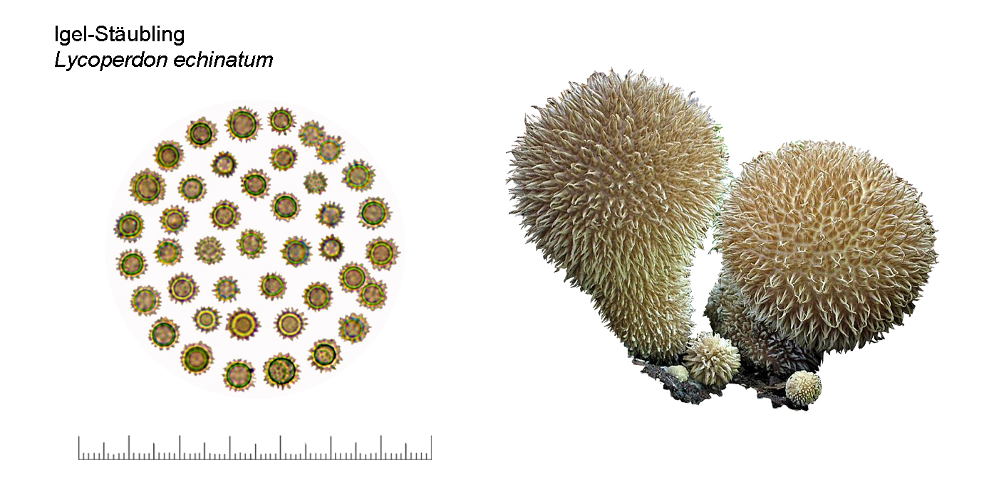 Lycoperdon echinatum, Igel-Stubling