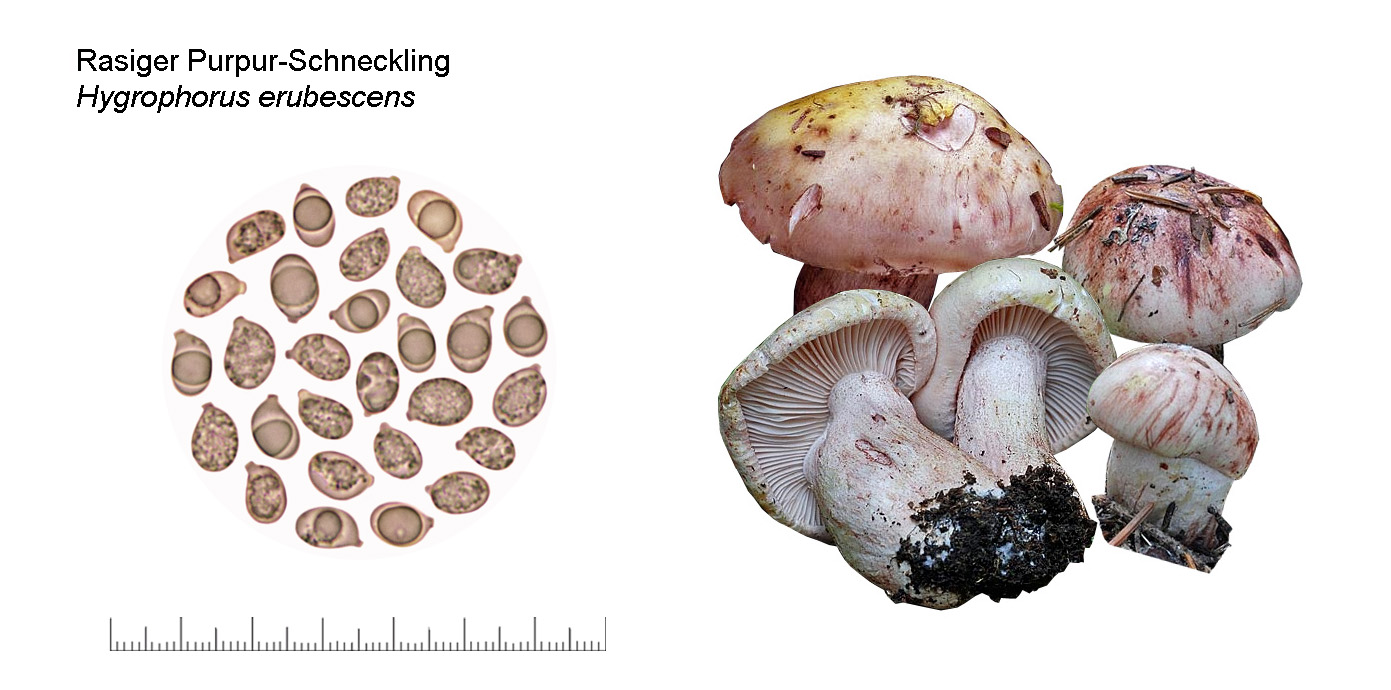 Hygrophorus erubescens, Rasiger Purpur-Schneckling