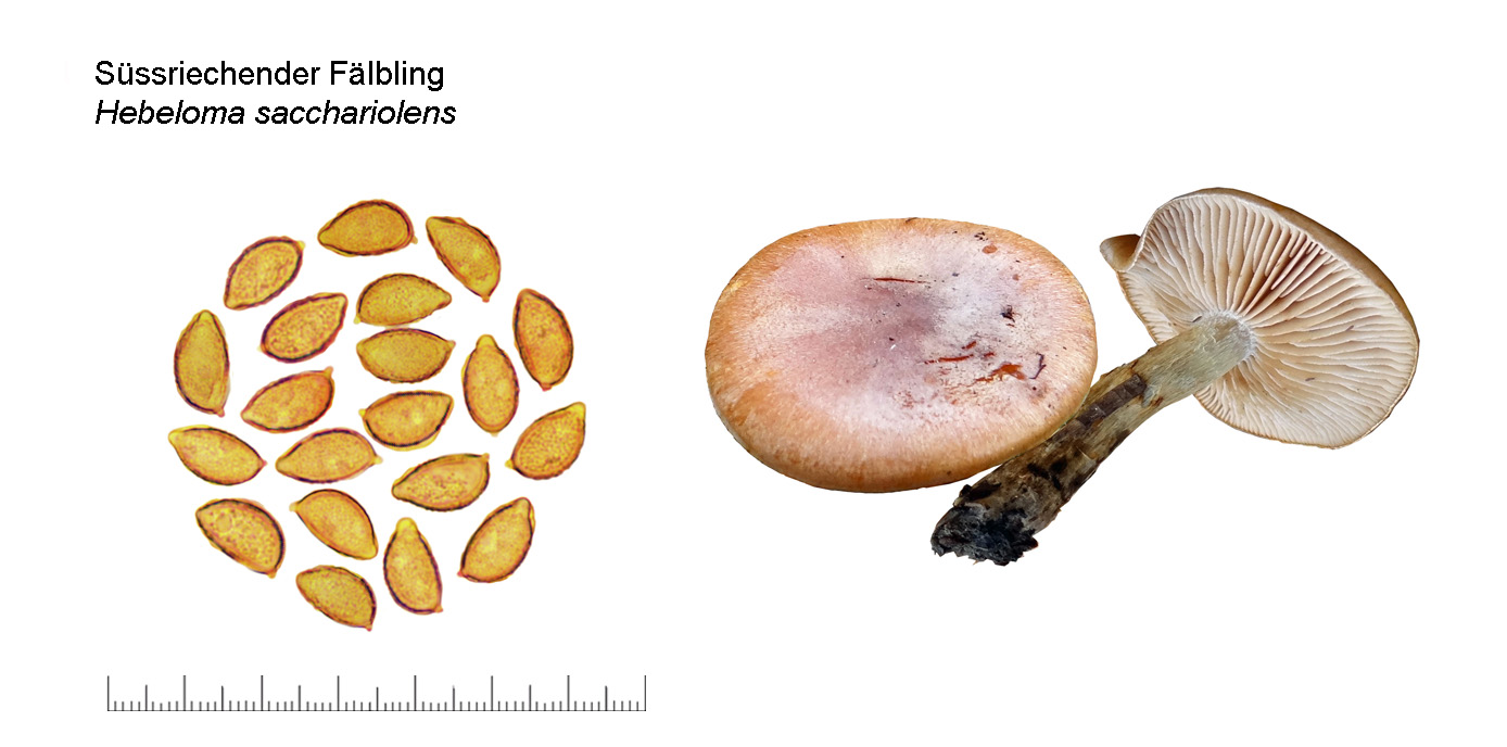 Hebeloma sacchariolens, Sssriechender Flbling