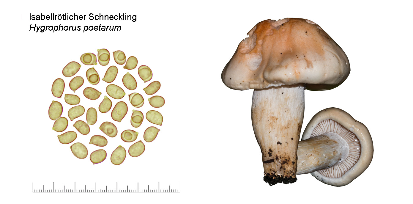 Hygrophorus poetarum, Isabellrtlicher Schneckling