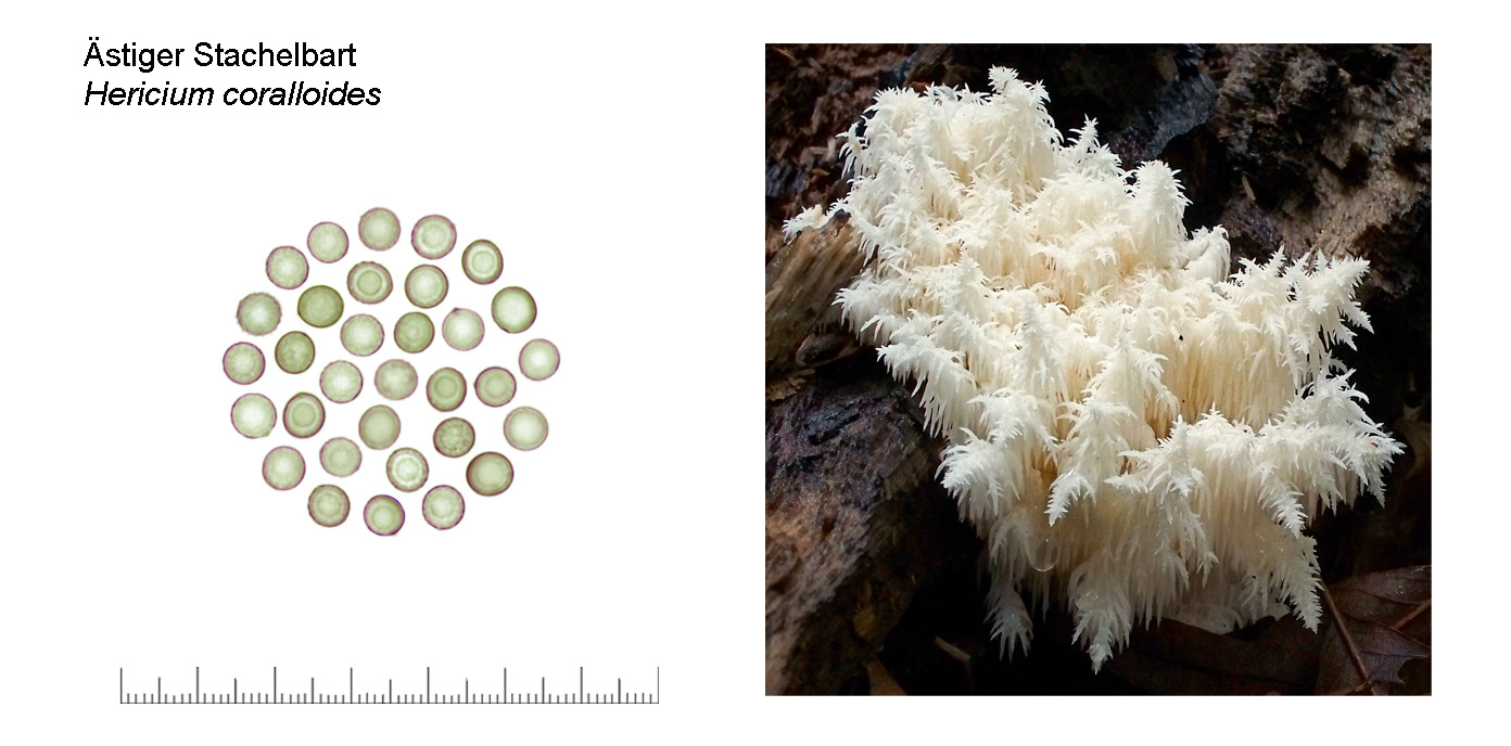 Hericium coralloides, stiger Schachelbart