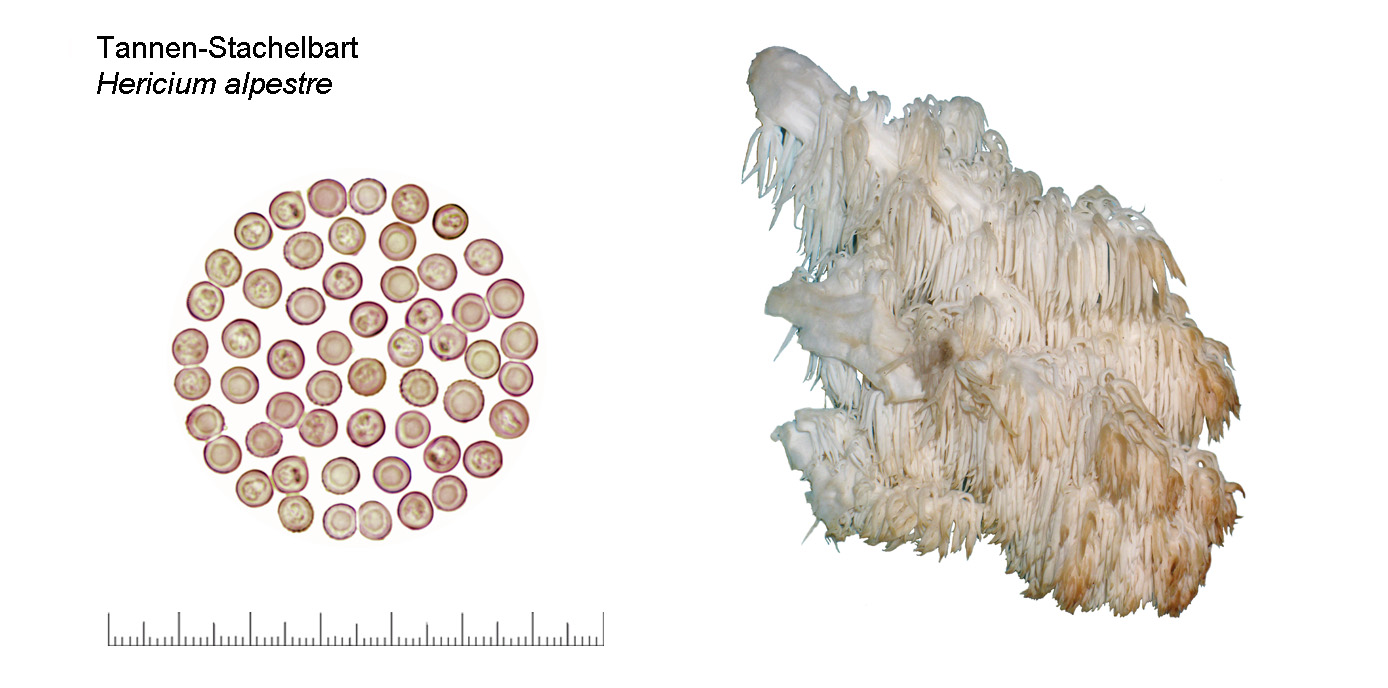 Hericium flagellum, Tannen-Stachelbart