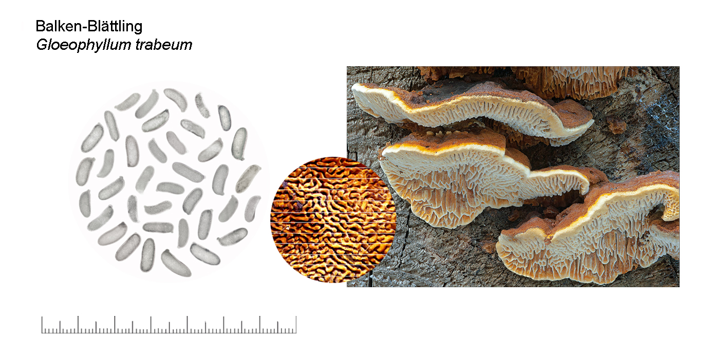 Gloeophyllum trabeum, Balken-Blttling