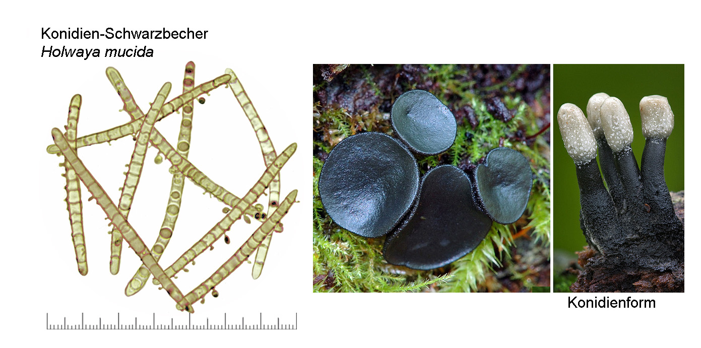 Holwaya mucida, Konidien-Schwarzbecher