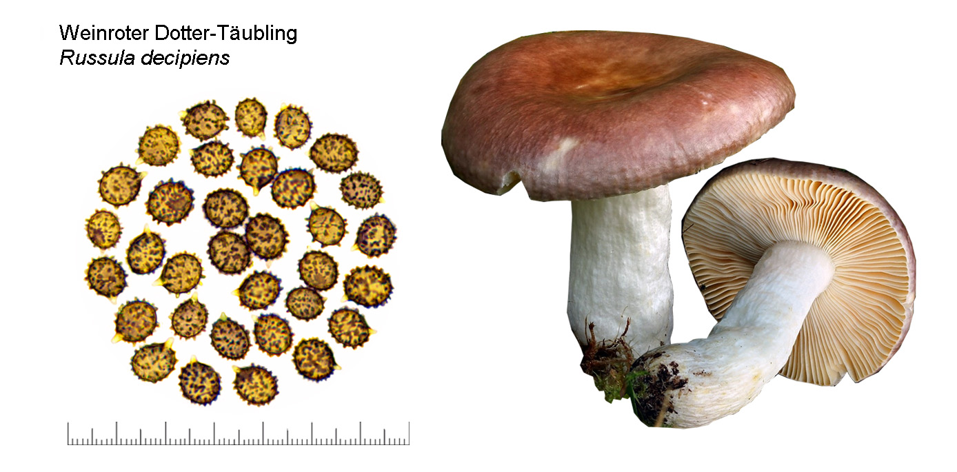 Russula decipiens, Weinroter Dotter-Tubling